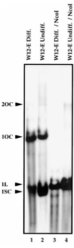 FIG. 8. Analysis of HPV-16 extrachromosomal DNA isolated from differen-tiated W12-E cells by RFGE