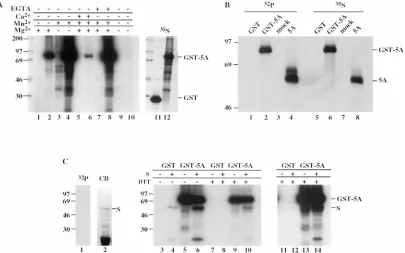 FIG. 2. In vitro phosphorylation of HCV NS5A. (A) Efﬁcient phosphorylation of a GST/HCV-H NS5A fusion protein in vitro