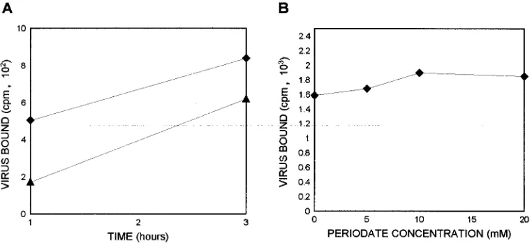 FIG. 3. Binding of incubated for up to 3 h with labeled dengue virus. (B) C6/36 cells treated with different concentrations of sodium periodate were incubated with 535S-labeled dengue type 4 virus to the surface of C6/36 cells