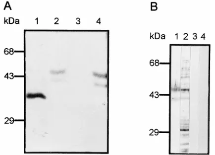 FIG. 6. Competition experiment with unlabeled 40- and 45-kDa proteins.Labeled dengue type 4 virus was preincubated with different amounts of elec-