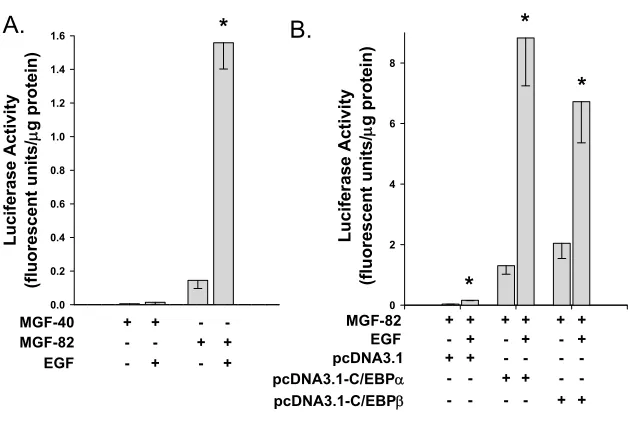 Figure 1:  C/EBP activity is stimulated by EGF in keratinocytes 