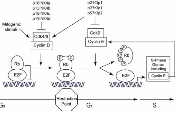 Figure 3.  Gene transcription control by E2F and Rb116