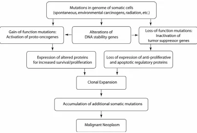 Figure 4.  Overview of cancer process116 
