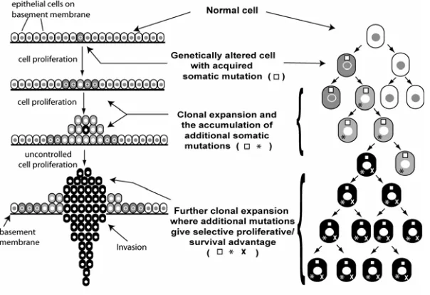 Figure 6.  Monoclonal Nature of Cancer. A tumor develops through successive rounds of proliferation and mutation