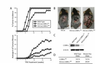 Figure 3. K5Cre;C/EBP13 mice/group).  analysis of epidermal C/EBP(CAAtumor development involving oncogenic Ras