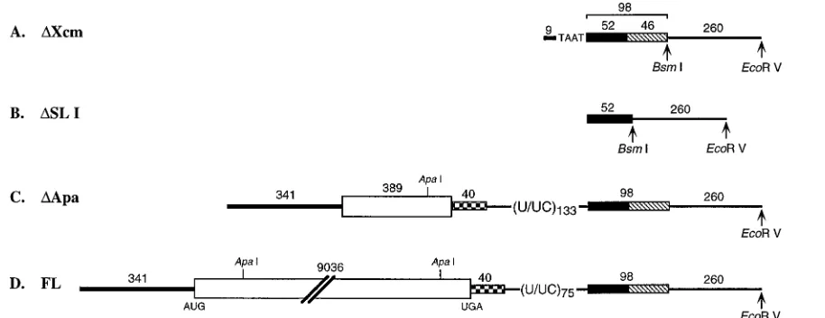 FIG. 1. Schematic representation of the RNA transcripts used for the determination of the secondary structure of the 3�ORF ﬂanked by the 55as a thick solid line, and the polyprotein coding region commencing with the AUG at nt 342 is shown as an open box