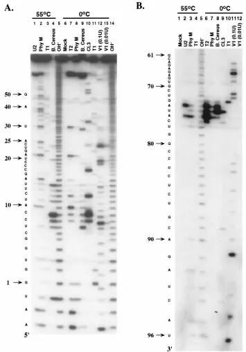 FIG. 2. Enzymatic probing of the 98-base element obtained by using either 5�B. cereusthe RNase was omitted; OH-, the alkaline hydrolysis ladder