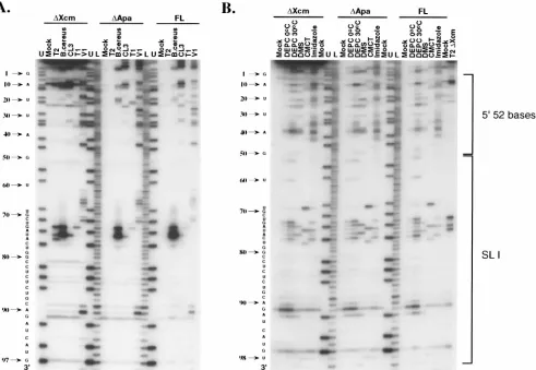 FIG. 3. Primer extension analysis for RNase (A)- and chemical (B)-treated �downstream vector sequences