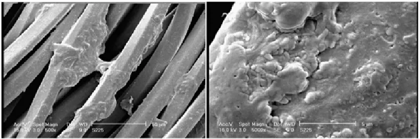 Fig. 6. 24 hour irradiated sample; A: scale 1:500, B: scale 1:1000