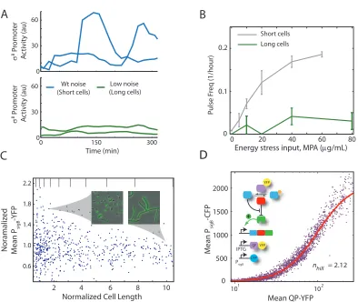 Figure 2.2: Pulsing is noise-dependent and involves an ultrasensitive phospho-switch. (A) σﬁgure 2.12)