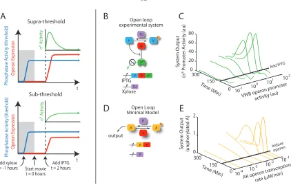 Figure 2.3: A mixed transcriptional feedback loop ampliﬁes and terminates pulses. (A) Schematic