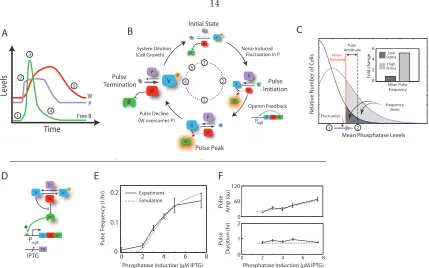 Figure 2.4: Mechanism of FM pulse control. (A) Schematic time-course of phosphatase RsbQP (de-noted P, purple), free µ σB (B, green), and kinase (W, red) during a pulse cycle