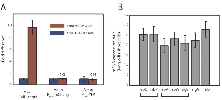 Figure 2.10: PsigB-YFP promoter activity traces of individual cell lineages from movies acquired atvarious MPA concentrations