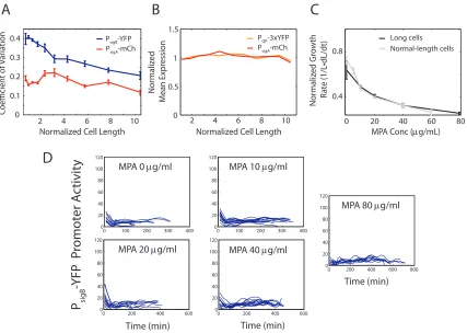 Figure 2.12: Reduced noise lowers PsigBσtrace) shows that mean phosphatase levels do not decrease with increasing cell lengths, similar to thatof a constitutive control (red trace)