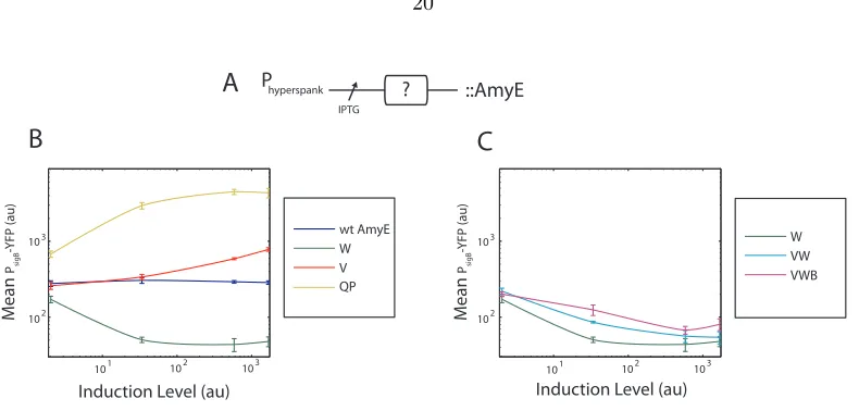 Figure 2.14: Upregulation of phosphatase QP-yfp increases phosphatase activity on RsbV substrate.(A) Strain JJB737 was grown in LB and phosphatase QP-yfp was induced with 1 mM IPTG for 45and blotted for the presence of RsbQ