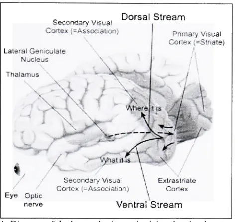 Figure 2.1: Diagram of the human brain emphasizing the visual cortex area.(Adapted from http://www.colorado.edu/epob/)