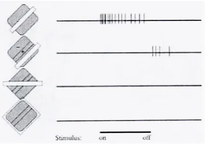 Figure 2.3 and 2.4 illustrate the activity of simple and complex cell when a slit is arranged on thereceptive field