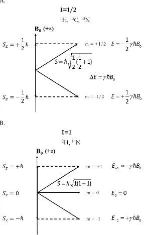 Figure 1.11 Splitting of nuclei spin states in an external magnetic field B0 when the angular 