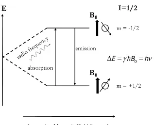 Figure 1.12 Nuclear energy levels in an external magnetic field B0 when the angular 