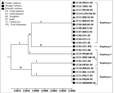 Fig 3. Phyllogenetic analysis of 23 C. cassiicola isolates of different host rubber clones and geographic origins