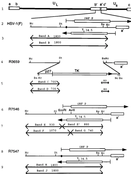 FIG. 1. Schematic representations of sequence arrangements in the recom-binant viruses used in this study