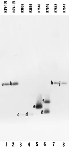 Fig. 3B,34.5 protein. As shown inwith HSV-1(F) and the repaired virus R7547 (PORF P transcription rather than the expression of ORF Ppression in infected Vero cells (unpublished data), was used asa loading control