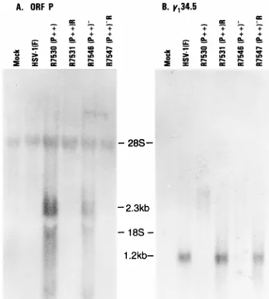 FIG. 5. Autoradiographic image of [35of [maintained at 37°C in medium 199V. At 14 h after infection, the medium wasreplaced with medium 199V lacking methionine but supplemented with 50proteins electrophoretically separated on denaturing gels