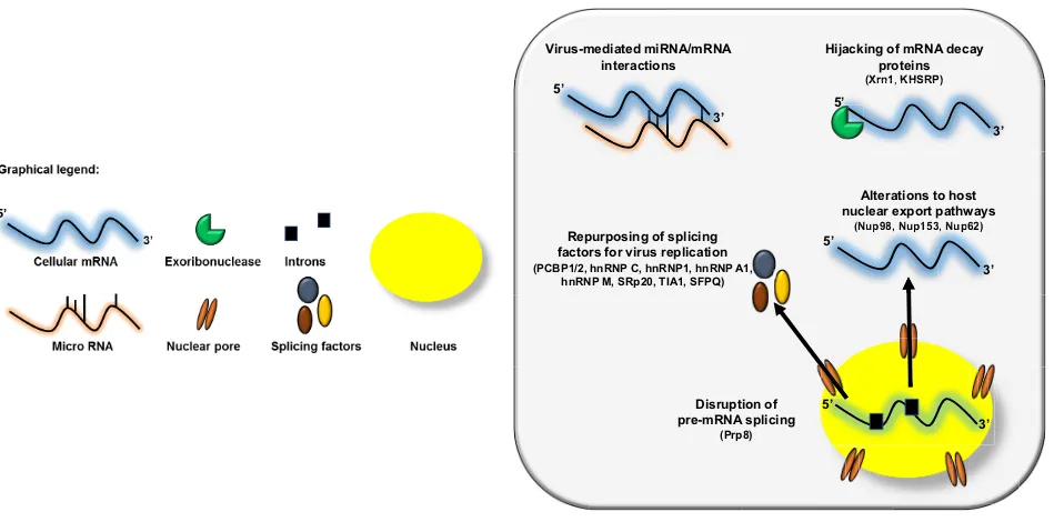 FIG 1 Picornaviruses alter host RNA metabolism at multiple steps. The viral-RNA-dependent RNA polymerase 3Dpol of the picornavirus EV71 disrupts host cellpre-mRNA splicing via its interaction with the core splicing machinery protein Prp8