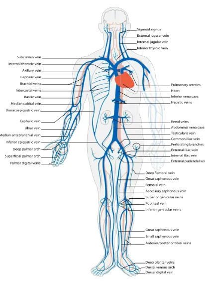 Figure 1.3:  Vein of the cardiovascular system. Blue indicates deoxygenated blood 