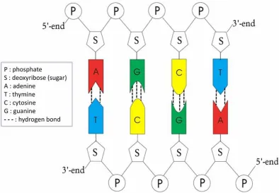 Figure 1.1: Chemical structure of each base and phosphate in single-stranded DNA