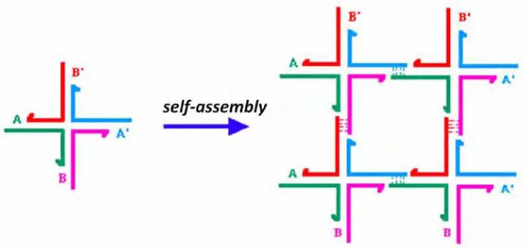 Figure 1.5: An example of four-armed junctions, assembled to create 2-D lattice