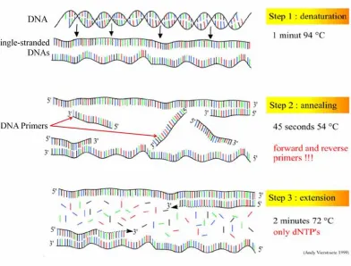 Figure 1.7: Polymerase chain reaction (Vierstraete, 1999).