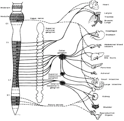 Figure :1   Pathways of sympathetic and parasympathetic innervations 