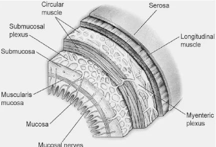 Figure 2.    Organization of the enteric nervous system 