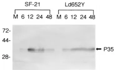 FIG. 1. Western blot of SF-21 and Ld652Y cells infected with AcMtypes are indicated at the top of the panel