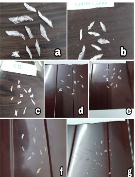 Fig. 2: The harvested crystals of struvite obtained from Alpinia calcarata stem in the gel method (a) without any additive (b) with the distilled water (c) with the 0.15% of methanol extract (d) with the 0.25% of methanol extract (e) with the 0.50% of meth