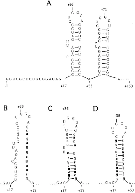FIG. 1. TAR region of HIV-2. (A) The ﬁrst 86 nucleotides of the 5�includes the UU pyrimidine bulge sequence, which is thought to be important inTat-TAR interaction
