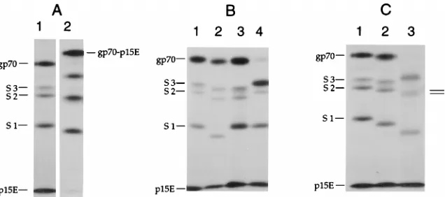 FIG. 2. (A) Analysis of proteolytic fragments of Friend MuLV (F-MuLV) gp70 covalently associated with p15E