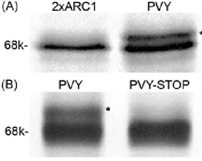 Fig. 4. Expression of the uidA gene in cell freesystem. (a) – Autoradiography of proteins