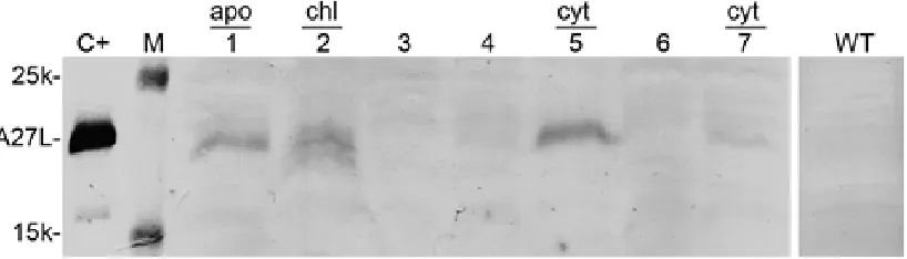 Fig. 6. Schematic presentation of the T DNA region of the agrobacterial vector pCAMBIA A27L for targeting theA27L, the sequence from the tobacco A27L recombinant protein into the cytoplasm (a), chloroplast (b) and apoplast (c)