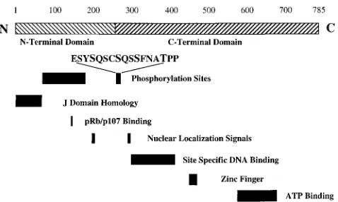FIG. 1. Schematic diagram of Py large T indicating the structural domainsand functional motifs