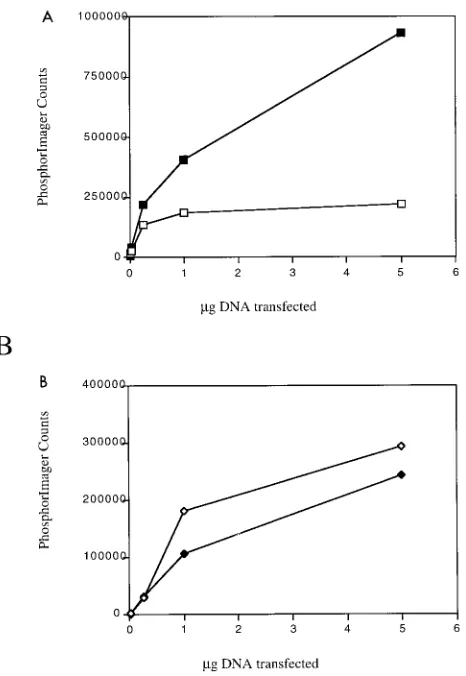 TABLE 1. Activities of phosphorylation site mutants