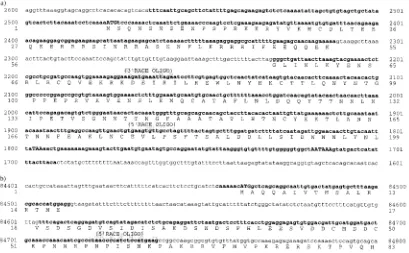 FIG. 3. RACE-ampliﬁed cDNAs from AHV-1 C500. The ampliﬁed cDNA sequences are shown in boldface letters on the genomic sequence
