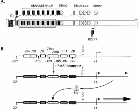 FIG. 1. Schematic illustration of the BZLF1 gene and its promoter. (A)Position of the BZLF1 gene relative to the ca