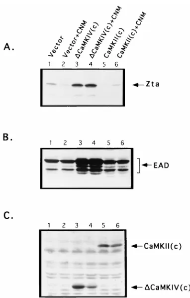 FIG. 2. CaMKIV/Gr induces Zta and upregulates EAD expression in B95-8cells. (A) Induction of Zta expression by CaMKIV/Gr