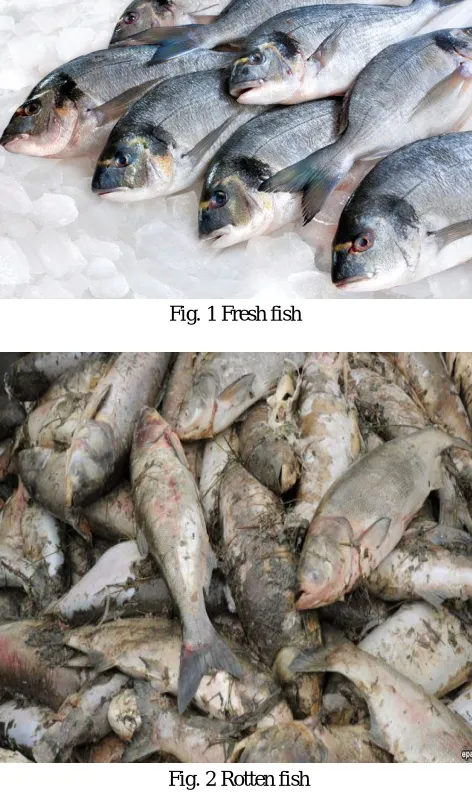Fig. 2 Rotten fish 