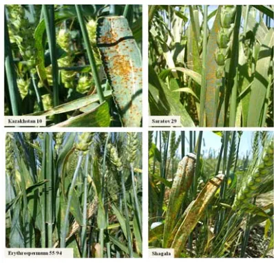 Fig. 2. Stable and susceptible gradesof spring-wheat to leaf rust