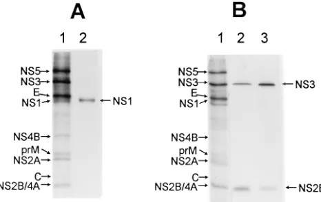 FIG. 1. Speciﬁcity of anti-NS1, anti-NS2B, and anti-NS3 rabbit antibodiesprepared against puriﬁed KUN proteins (see Materials and Methods)