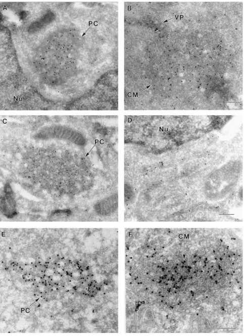 FIG. 6. Subcellular immunolocalization in cryosections of KUN-infected cells of NS2B and NS3