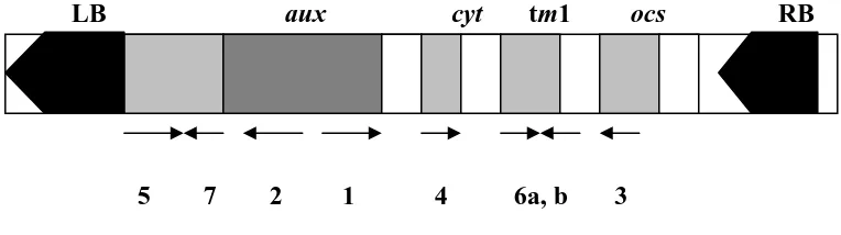 Figure 1.3 The genetic organization of the TL-DNA of an octopine – type Ti plasmid 